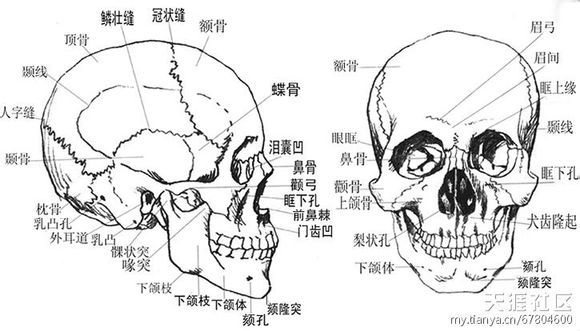 借用小骷髅朋友,展示一下,自然状况下u字形的头骨.