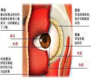 去眼袋背景资料(一 眼睑的解剖结构 眼睑是保护眼球和维持眼位的