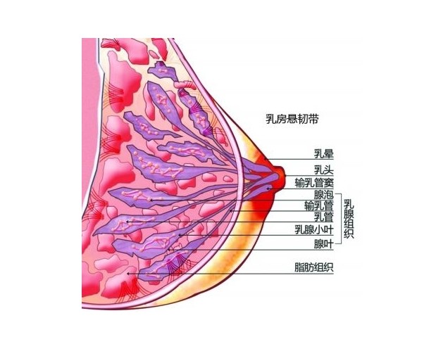 文章内容 假体植入在即刻乳房再造中的应用 什么是阴茎假体植入