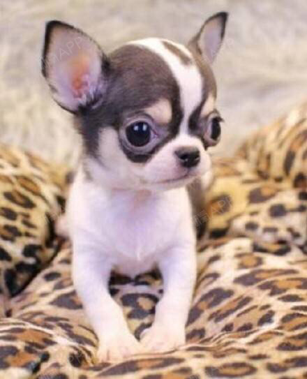 想知道为什么ahn家的客服不回私信呢?[:27][:2